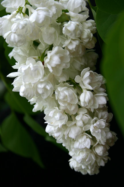   Syringa vulgaris ''Tribute to Kolesnikov''